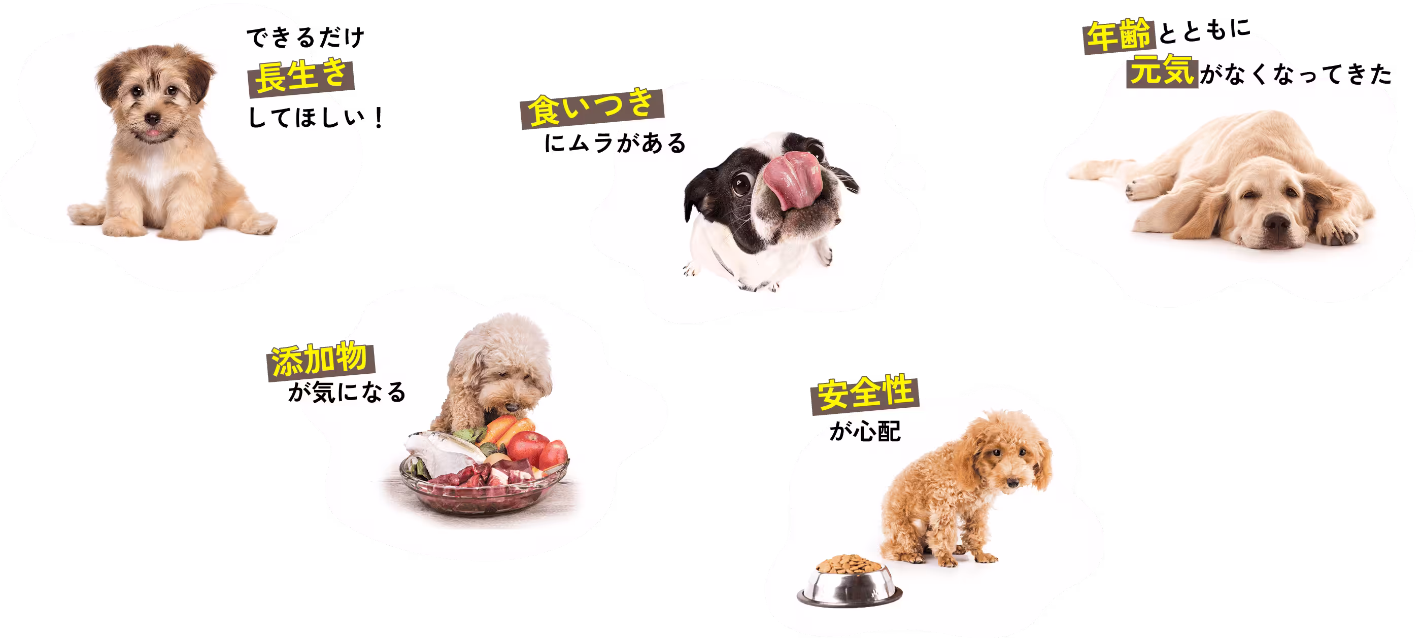 できるだけ長生きしてほしい！ / 食いつきにムラがある / 年齢とともに元気がなくなってきた / 添加物が気になる / 安全性が心配