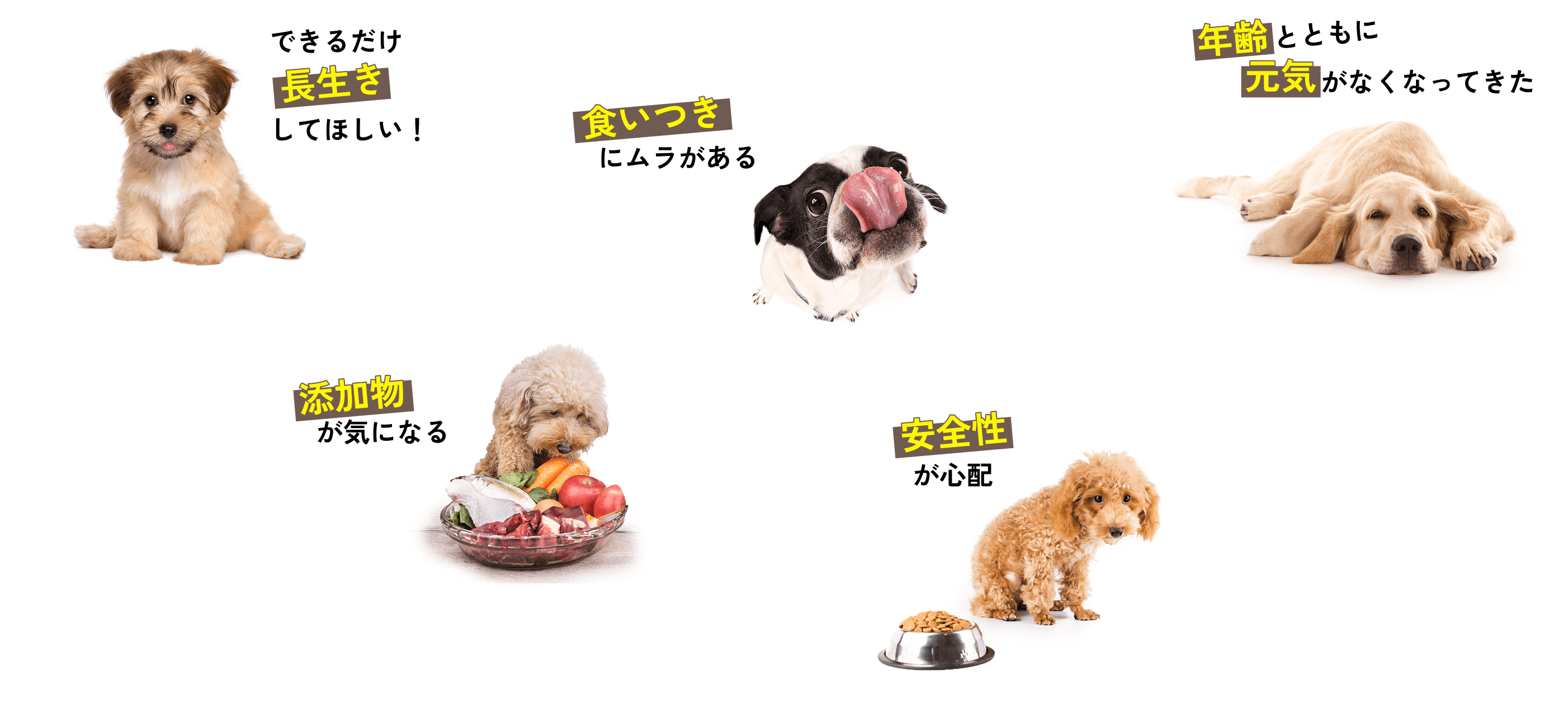 できるだけ長生きしてほしい！ / 食いつきにムラがある / 年齢とともに元気がなくなってきた / 添加物が気になる / 安全性が心配