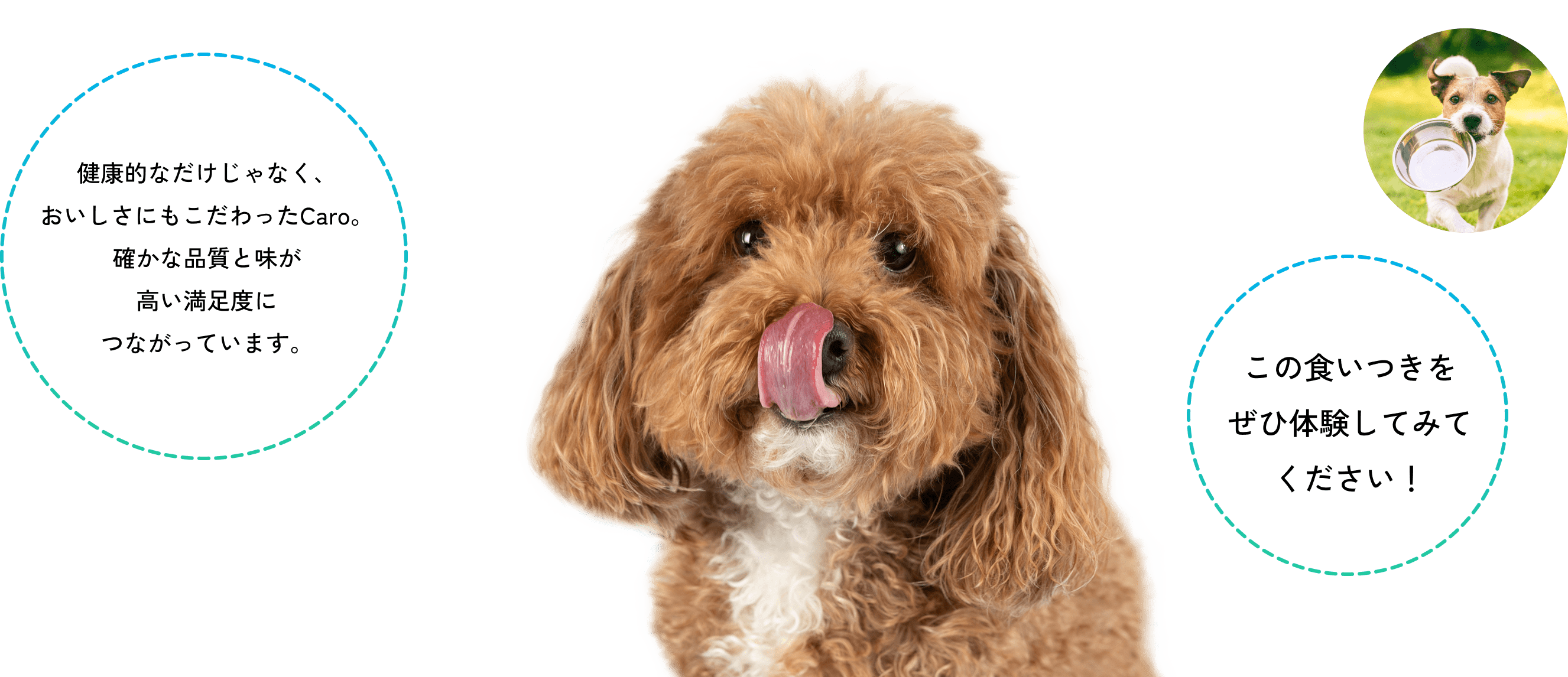 健康的なだけじゃなく、おいしさにもこだわったCaro。確かな品質と味が高い満足度につながっています。 / この食いつきをぜひ体験してみてください！